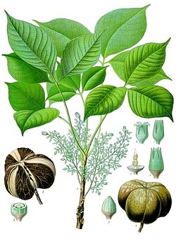 Hevea brasiliensis Kohler–s Medizinal Pflanzen 071